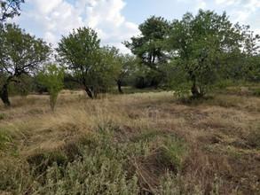 Αγροτεμάχια 3.400 τ.μ. πρός πώληση, Ν. Καβάλας, Θάσος-thumb-5
