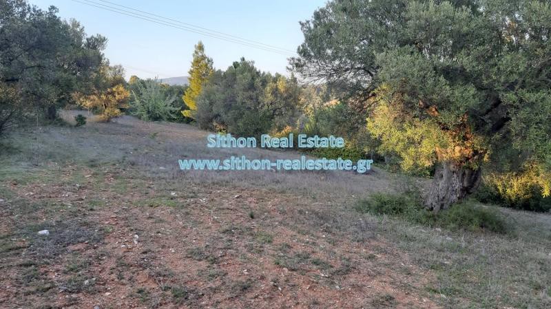 Αγροτεμάχια 3.200 τ.μ. προς πώληση, Νικήτη