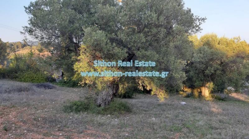 Αγροτεμάχια 3.200 τ.μ. προς πώληση, Νικήτη