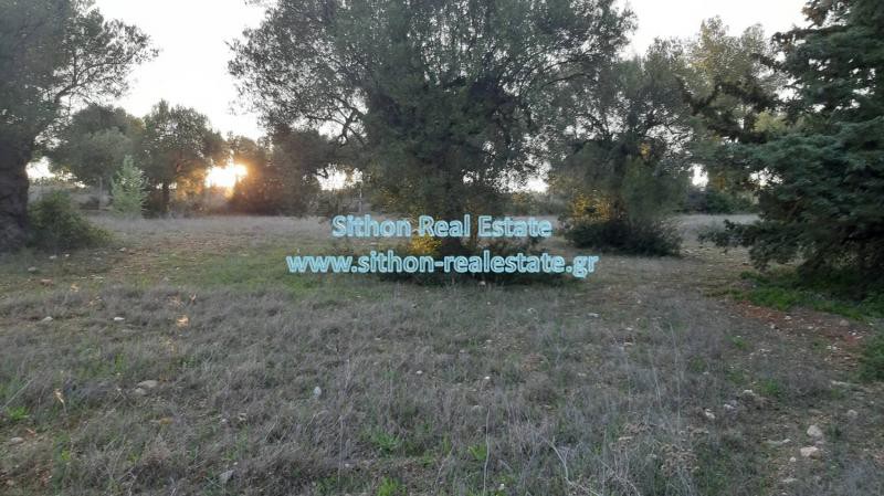 Αγροτεμάχια 3.200 τ.μ. προς πώληση, Νικήτη