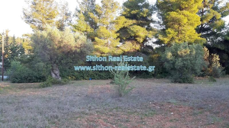 Αγροτεμάχια 3.200 τ.μ. προς πώληση, Νικήτη