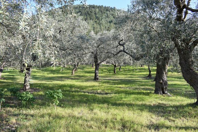 Αγροτεμάχια 14.755 τ.μ. για πώληση, Ν. Καβάλας, Θάσος