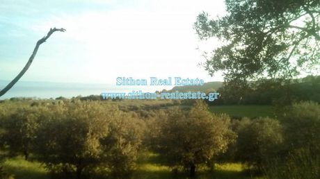Αγροτεμάχια 6.500 τ.μ. για πώληση