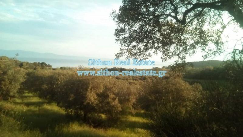 Αγροτεμάχια 6.500 τ.μ. προς πώληση, Δεβελίκι