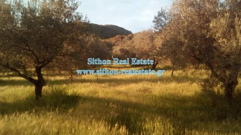 Αγροτεμάχια 6.500 τ.μ. προς πώληση, Δεβελίκι