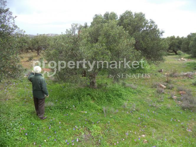 Αγροτεμάχια 4.000 τ.μ. προς πώληση, Χωραφάκια