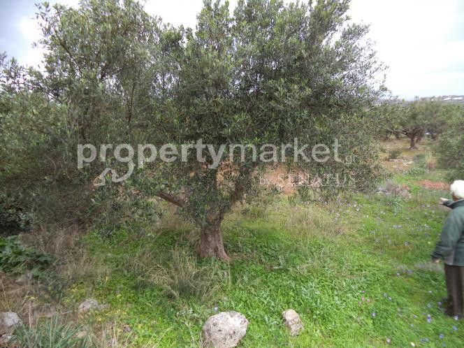 Αγροτεμάχια 4.000 τ.μ. προς πώληση, Χωραφάκια
