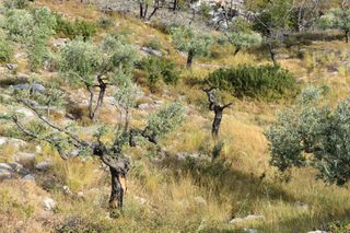 Μονοκατοικία 97 τ.μ. για πώληση, Ν. Καβάλας, Θάσος-thumb-13