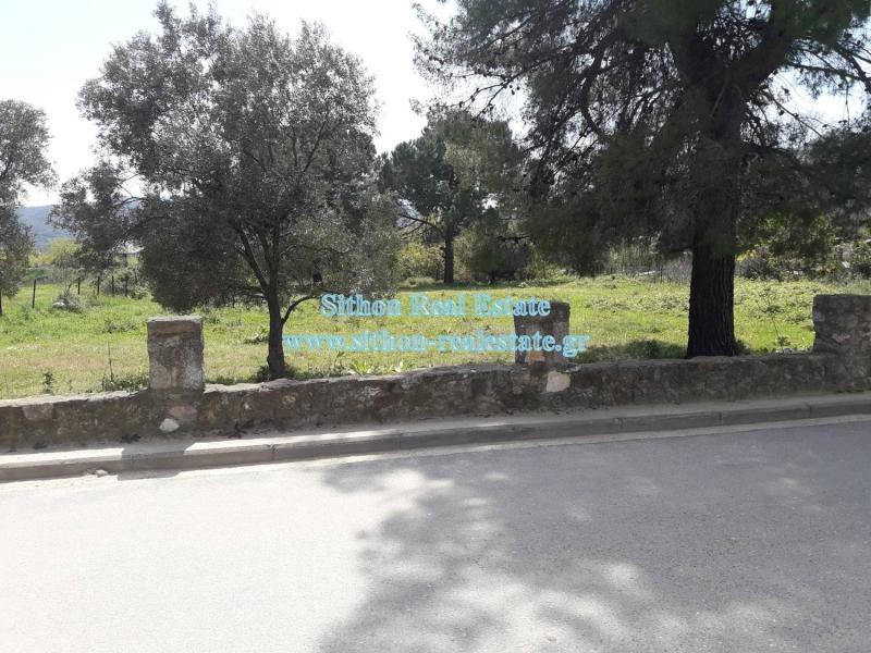 Αγροτεμάχια 2.000 τ.μ. προς πώληση, Συκιά Τορώνης