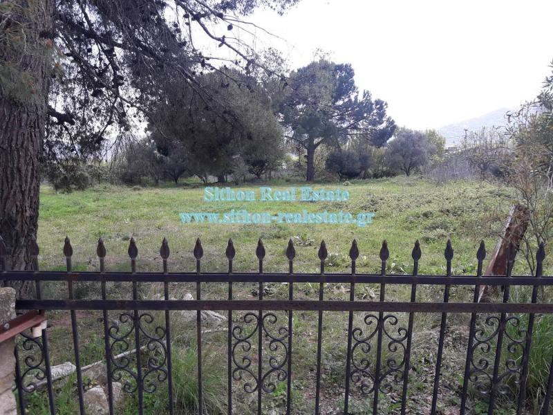 Αγροτεμάχια 2.000 τ.μ. προς πώληση, Συκιά Τορώνης
