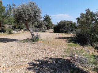 Αγροτεμάχια 1.407 τ.μ. για πώληση, Ν. Καβάλας, Θάσος-thumb-9