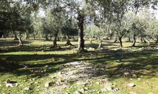 Αγροτεμάχια 11.550 τ.μ. προς πώληση, Σκάλα Καλλιράχης-thumb-6