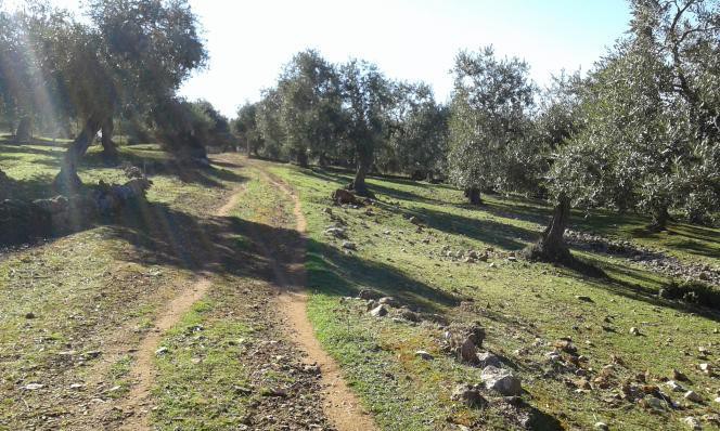 Αγροτεμάχια 11.550 τ.μ. προς πώληση, Σκάλα Καλλιράχης