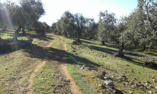 Αγροτεμάχια 11.550 τ.μ. προς πώληση, Σκάλα Καλλιράχης-thumb-4