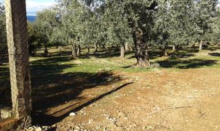 Αγροτεμάχια 11.550 τ.μ. προς πώληση, Σκάλα Καλλιράχης-thumb-5