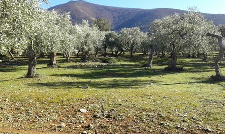 Αγροτεμάχια 11.550τ.μ. για πώληση-Θάσος » Σκάλα καλλιράχης