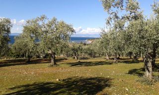 Αγροτεμάχια 11.550 τ.μ. προς πώληση, Σκάλα Καλλιράχης-thumb-1