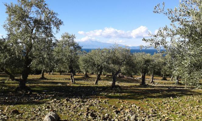 Αγροτεμάχια 11.550 τ.μ. προς πώληση, Σκάλα Καλλιράχης