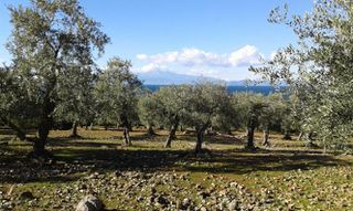 Αγροτεμάχια 11.550 τ.μ. προς πώληση, Σκάλα Καλλιράχης-thumb-3