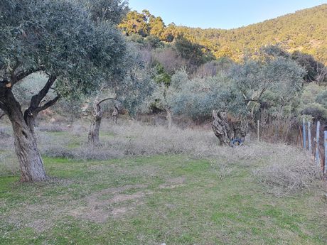 Αγροτεμάχια 2.411τ.μ. για πώληση-Θάσος » Χρυσή αμμουδιά