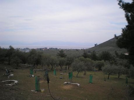 Αγροτεμάχια 13.800τ.μ. για πώληση-Θάσος » Σκάλα ραχωνίου