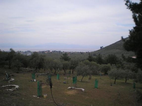 Αγροτεμάχια 13.800 τ.μ. για πώληση, Ν. Καβάλας, Θάσος