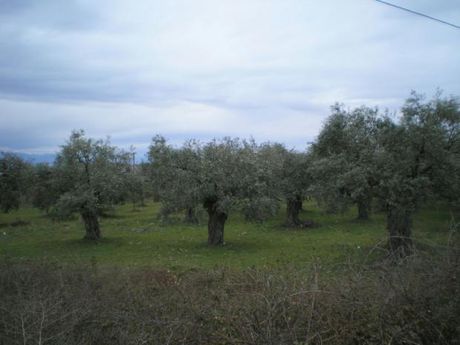Αγροτεμάχια 1.040τ.μ. για πώληση-Θάσος » Όρμος πρίνου