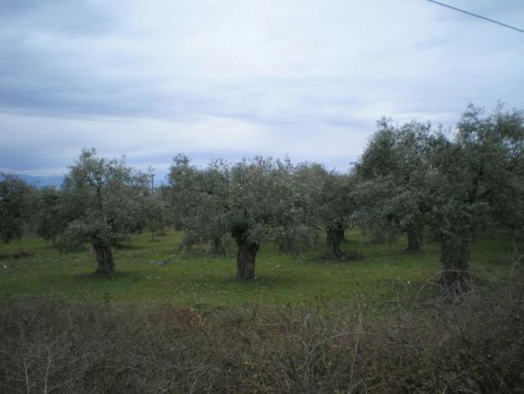 Αγροτεμάχια 1.040 τ.μ. για πώληση, Ν. Καβάλας, Θάσος