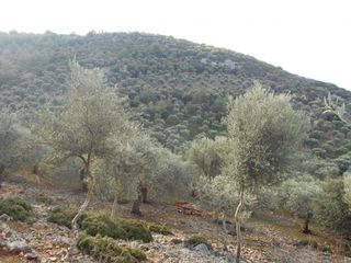 Αγροτεμάχια 30.000 τ.μ. για πώληση, Ν. Καβάλας, Θάσος-thumb-5