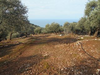 Αγροτεμάχια 30.000 τ.μ. για πώληση, Ν. Καβάλας, Θάσος-thumb-7