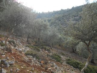 Αγροτεμάχια 30.000 τ.μ. για πώληση, Ν. Καβάλας, Θάσος-thumb-6