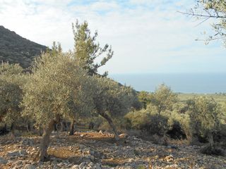 Αγροτεμάχια 30.000 τ.μ. για πώληση, Ν. Καβάλας, Θάσος-thumb-3