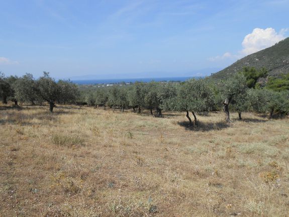 Parcel 37.502 sqm for sale, Kavala Prefecture, Thasos