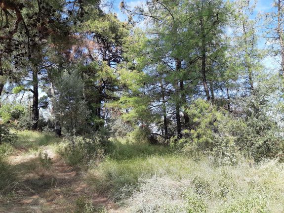 Οικόπεδο 25.000 τ.μ. για πώληση, Ν. Καβάλας, Θάσος
