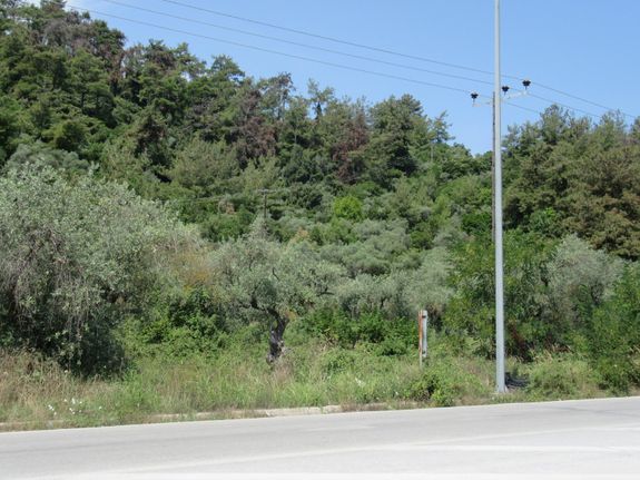 Αγροτεμάχια 6.000 τ.μ. για πώληση, Ν. Καβάλας, Θάσος