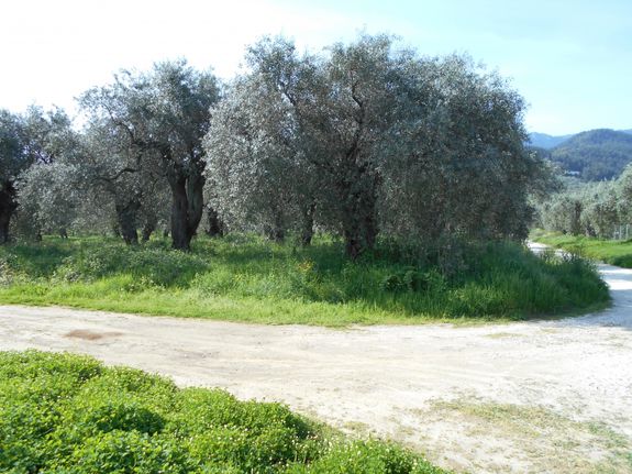 Land plot 989 sqm for sale, Kavala Prefecture, Thasos