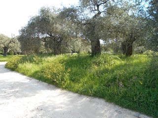 Οικόπεδο 989 τ.μ. για πώληση, Ν. Καβάλας, Θάσος-thumb-1