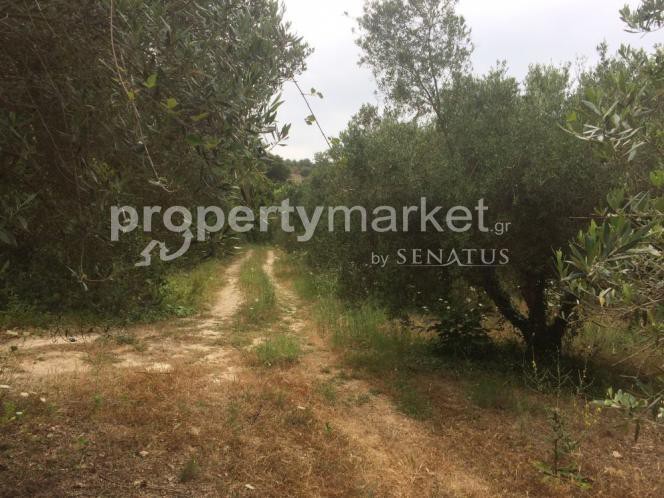 Αγροτεμάχια 34.000 τ.μ. πρός πώληση, Ν. Ρεθύμνου, Αρκάδι