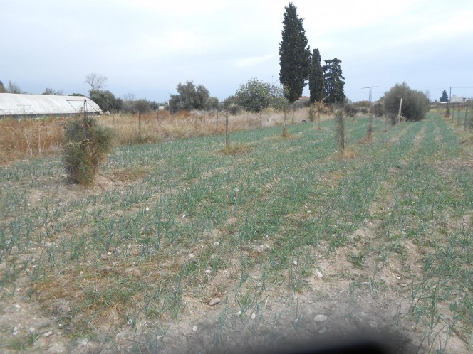 Αγροτεμάχια 9.400 τ.μ. πρός πώληση, Μαγνησία, Βόλος