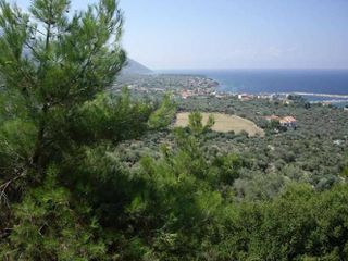 Αγροτεμάχια 4.000 τ.μ. για πώληση