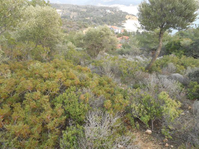 Οικόπεδο 1.000 τ.μ. προς πώληση, Λιμενάρια Θάσου