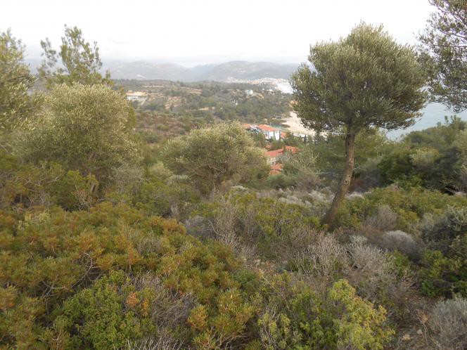 Οικόπεδο 1.000 τ.μ. προς πώληση, Λιμενάρια Θάσου