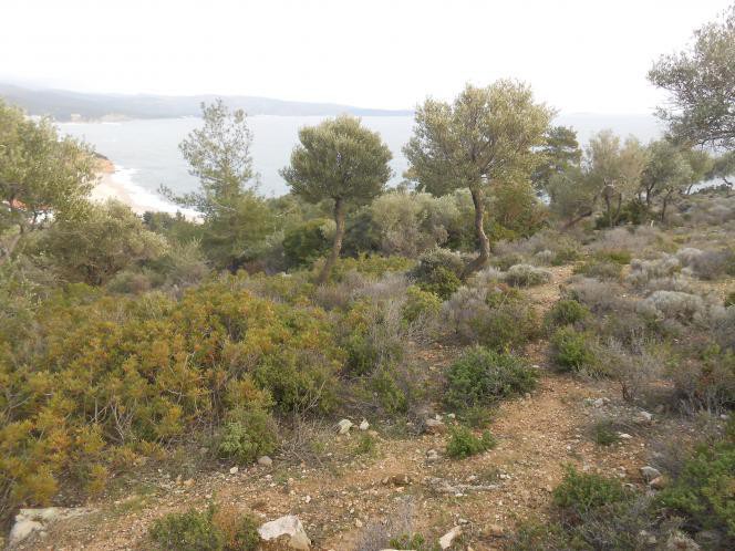 Οικόπεδο 1.000 τ.μ. προς πώληση, Λιμενάρια Θάσου