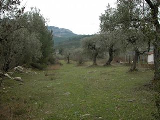 Αγροτεμάχια 7.000 τ.μ. προς πώληση, Ραχώνι-thumb-17