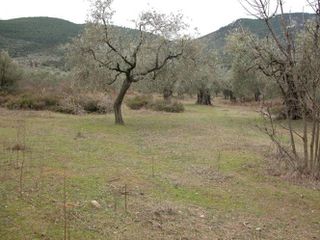 Αγροτεμάχια 7.000 τ.μ. προς πώληση, Ραχώνι-thumb-5