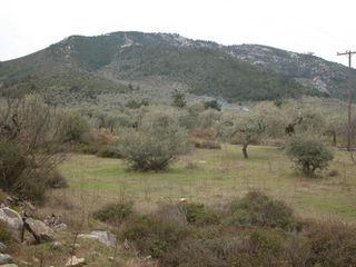 Αγροτεμάχια 7.000 τ.μ. προς πώληση, Ραχώνι-thumb-9