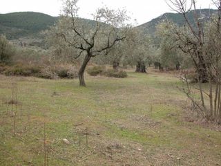 Αγροτεμάχια 7.000 τ.μ. προς πώληση, Ραχώνι-thumb-12