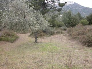 Αγροτεμάχια 7.000 τ.μ. προς πώληση, Ραχώνι-thumb-13