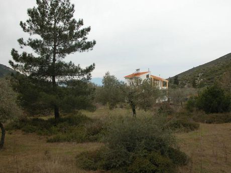 Αγροτεμάχια 7.000τ.μ. για πώληση-Θάσος » Ραχώνι