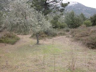 Αγροτεμάχια 7.000 τ.μ. προς πώληση, Ραχώνι-thumb-6